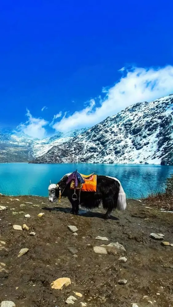 Gangtok Escape