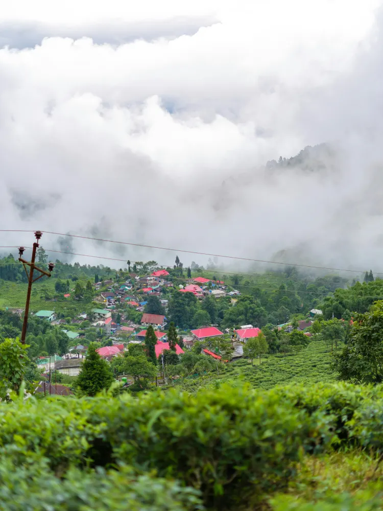Darjeeling Breeze