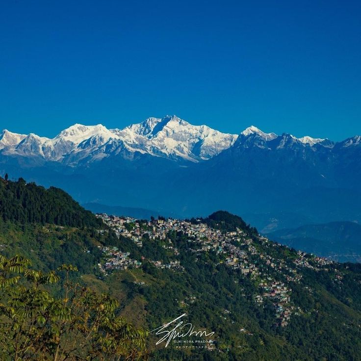 Darjeeling Drift