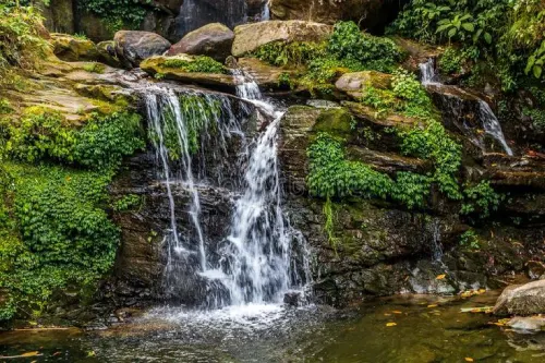 Darjeeling Trails