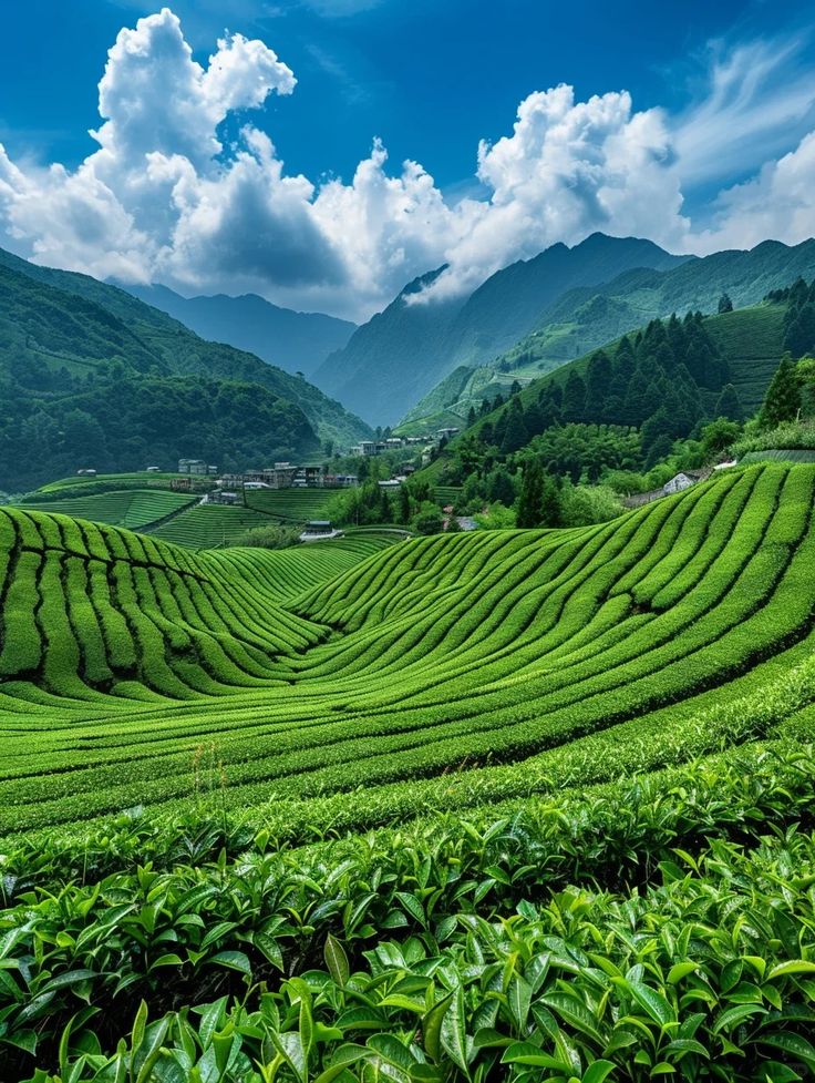 Himalayan Escape – Darjeeling, Pelling & Gangtok