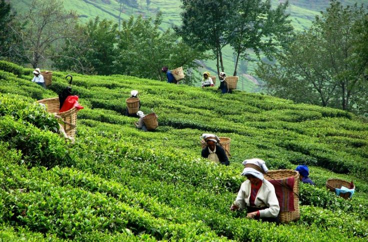 Himalayan Escape – Darjeeling, Pelling & Gangtok