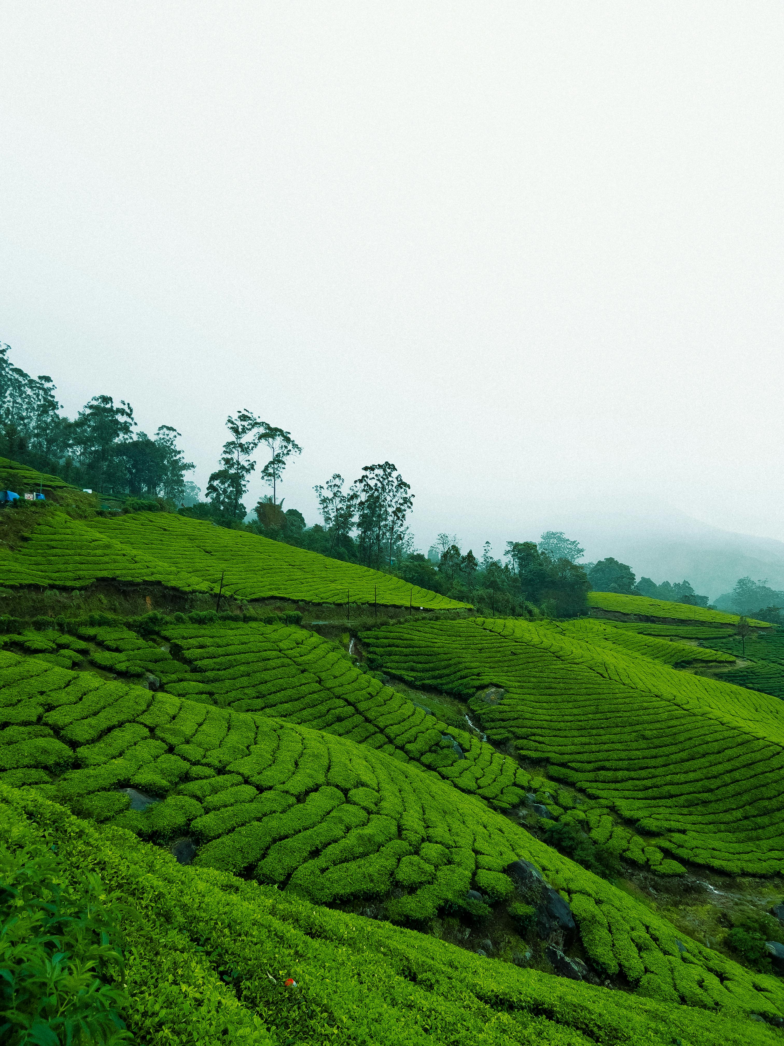 Darjeeling Serenity