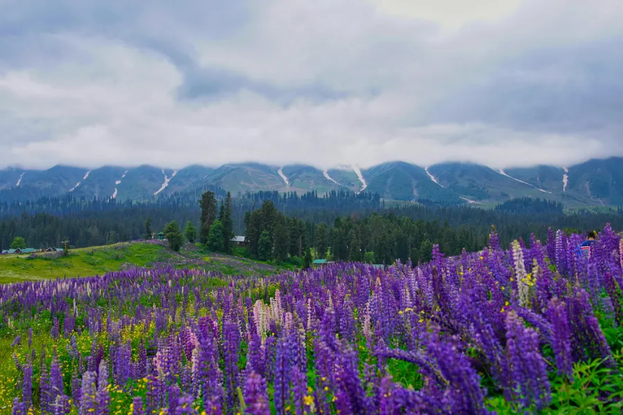 Kashmir Romance Retreat 
