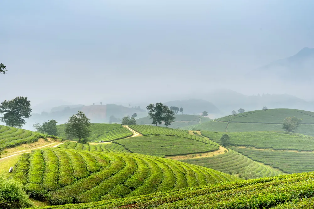 Darjeeling Trails