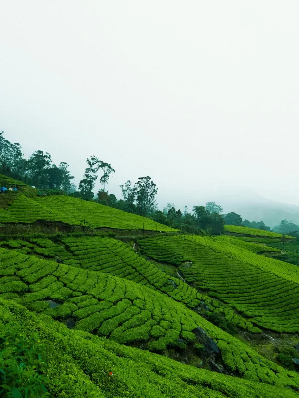 Darjeeling Escape