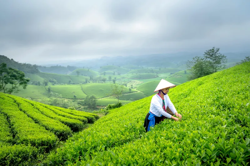 Darjeeling Escape